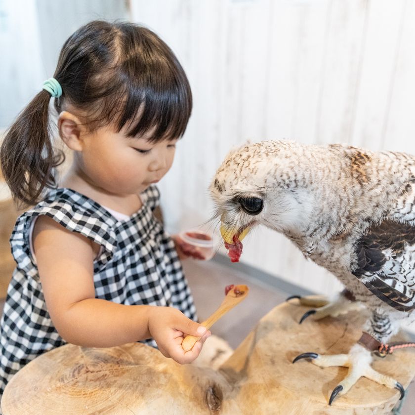 大阪 なんばの猛禽類カフェ Raptorland Shovel が出張サービスを開始 Raptorland Shovelのプレスリリース