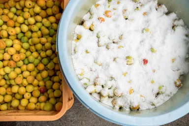 梅干漬け込み作業2