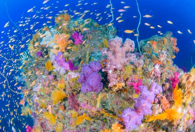 駿河湾の豊かなソフトコーラル広がる風景