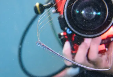 深海魚のリュウグウノツカイにダイビング中に遭遇