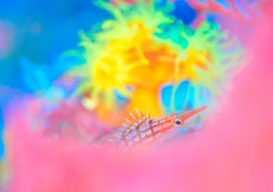 鮮やかなサンゴの中に隠れるクダゴンベ