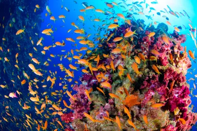 駿河湾では春になると一面に広がる赤色の海藻