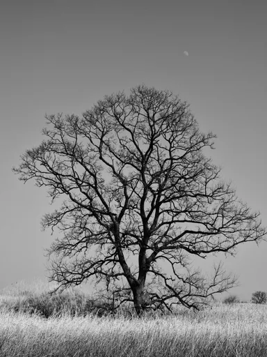 TROVE IMAGE VISUAL 2