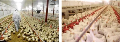 (4)養鶏場等での鳥インフルエンザ防止