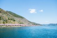 びわ湖側から見た海津大崎の桜並木