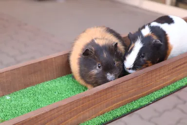 モルモットイメージ