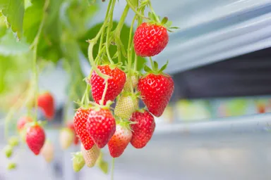 いちご栽培講座もあります