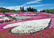 SLツアー　秩父羊山公園　芝桜の丘　イメージ