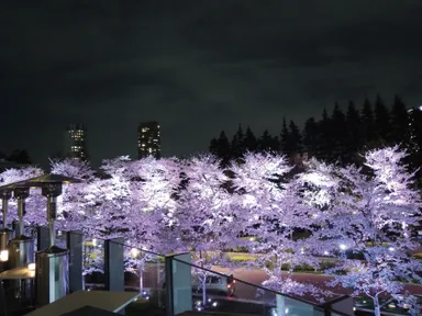 HAL YAMASHITA 東京 桜(夜)