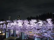 HAL YAMASHITA 東京 桜(夜)