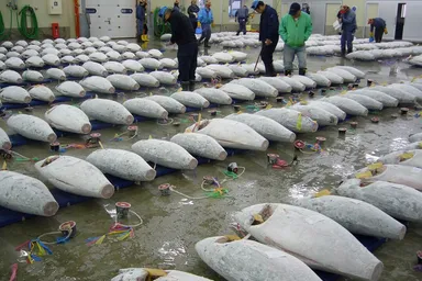 【焼津港でセリ見学！マグロのセリを間近で見よう！】焼津漁業協同組合による企画