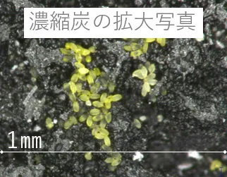 濃縮炭拡大写真