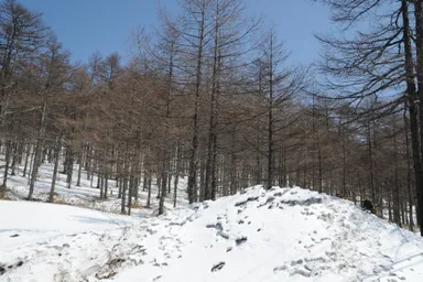 2020年4月　昨年度掘出作業(1)