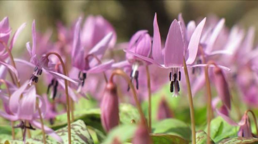 六甲高山植物園 里山を彩る春の妖精
カタクリが見頃です！