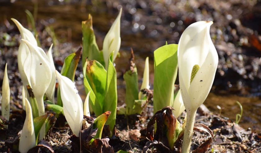 六甲高山植物園～春を告げる純白の花～
「ミズバショウ」の群落が見頃です！