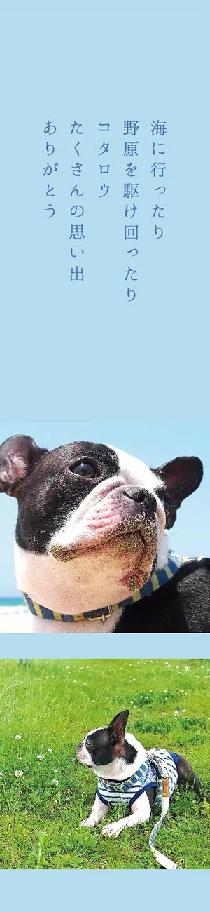 “サンプル”ペットを飾る