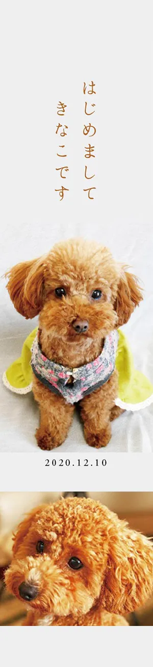 “サンプル”ペットを飾る