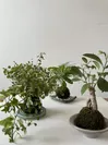 体験教室：観葉植物の寄せ植え苔玉作り by 宙樹