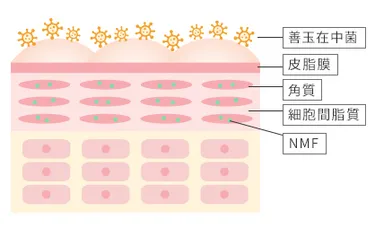8-常在菌説明図