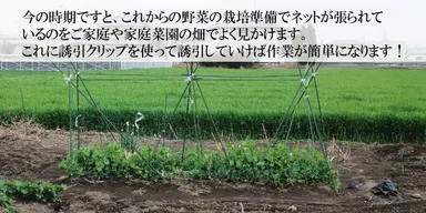 よく見かける家庭菜園風景