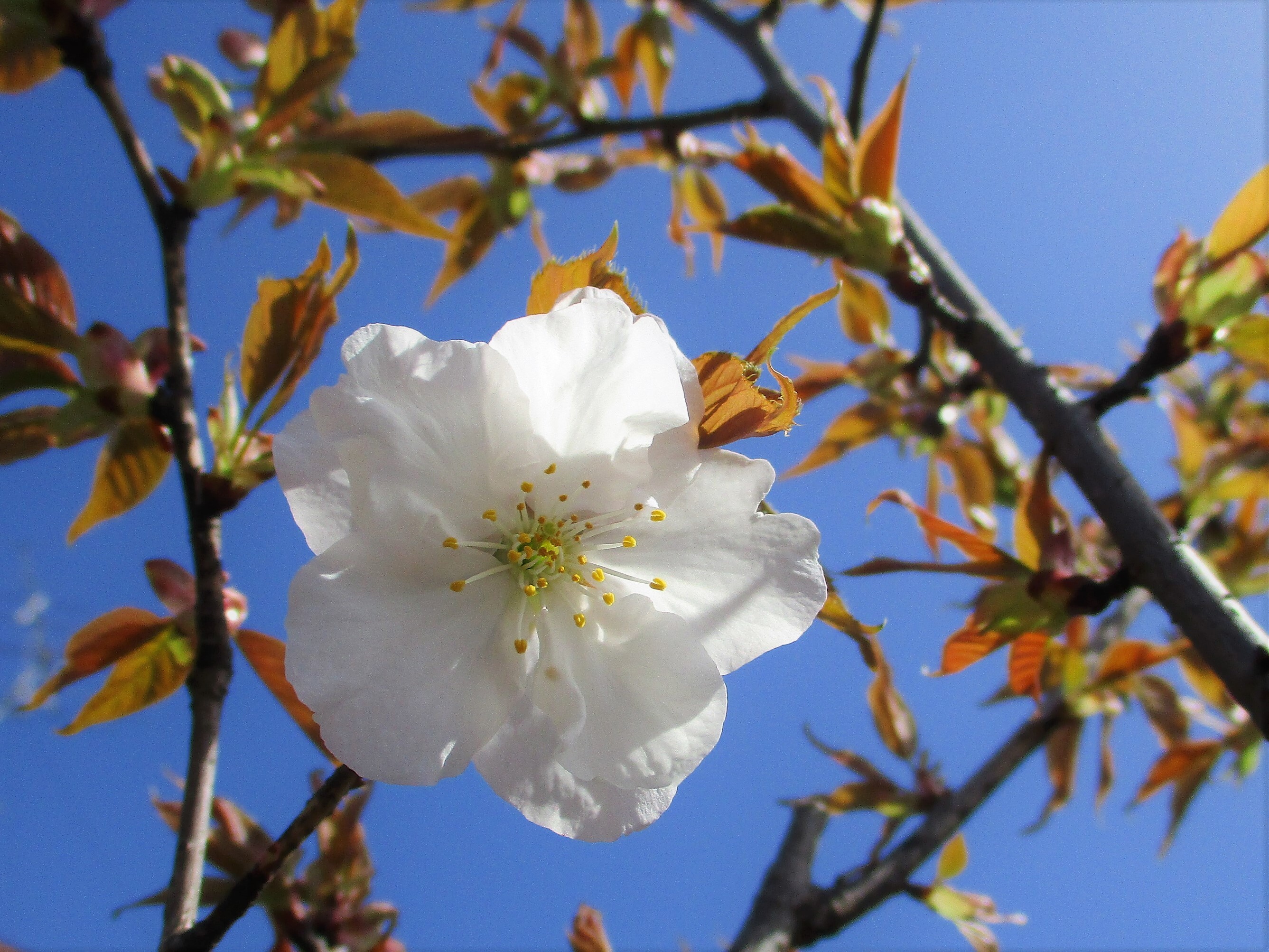 桜 見頃 御室 仁和寺の御室桜2022の見頃時期と開花！花まつり期間や拝観料は？混雑は？