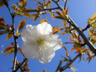 御室仁和寺駅の御室桜（2021年3月31日 午前9時頃撮影）