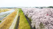 動画内の桜並木