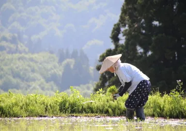 棚田の田植え