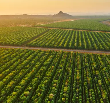 一面に広がる老山白檀の木々