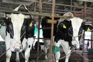 美山町の乳牛