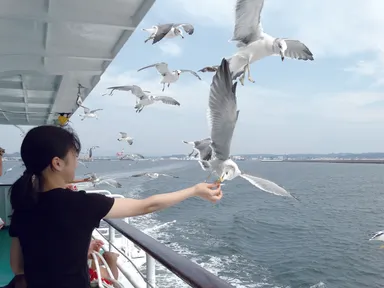 カモメの餌付けイメージ
