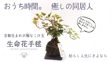 Makuake掲載中プロジェクト