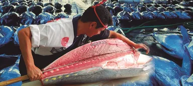 人気のまぐろ解体ショー