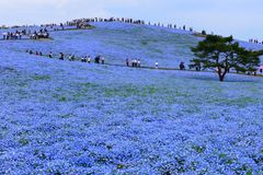 絶景ネモフィラ