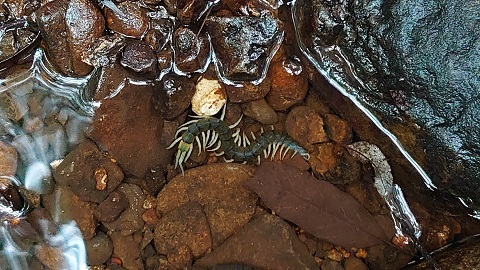 渓流の水底に身を隠そうとするリュウジンオオムカデ(佐藤文保、久米島ホタル館・館長、撮影)