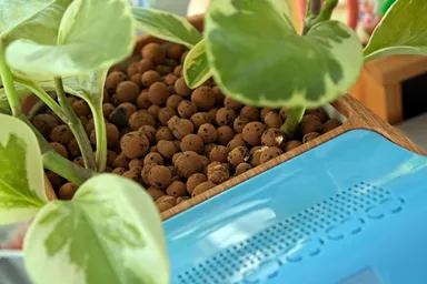 マンジュラポトス(土はルカ)