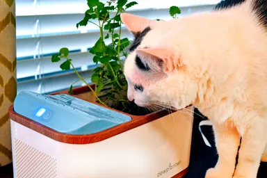 キャットニップ