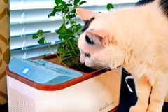 キャットニップ
