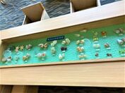 鳥羽水族館寄贈の世界の珍しい貝殻をディスプレイしたテーブルを新設