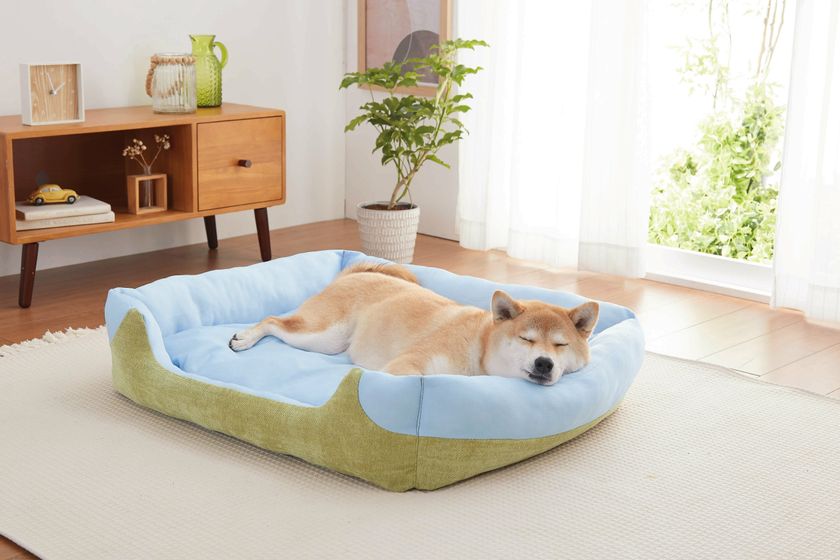暑さから犬猫の体を守る 累計12 000個を販売した ソフトクールマット シリーズより新商品2種が発売 新日本カレンダー株式会社のプレスリリース 暑さから犬猫の体を守る 累計12 000個を販売した ソフトクールマット シリーズより新商品2種が発売 新日本カレンダー株式会社のプレスリリース