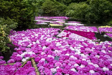 今年も5月中旬頃に“水面に浮かぶシャクヤク8,000輪”を実施予定