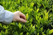 春収穫の一番茶のみ使用