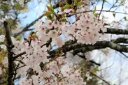比叡山頂付近で開花が始まった桜