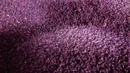 紫芋麹