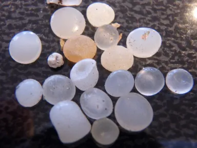 マイクロプラスチック