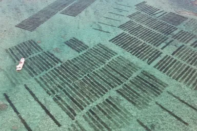 沖縄の美しい海に広がるもずく畑