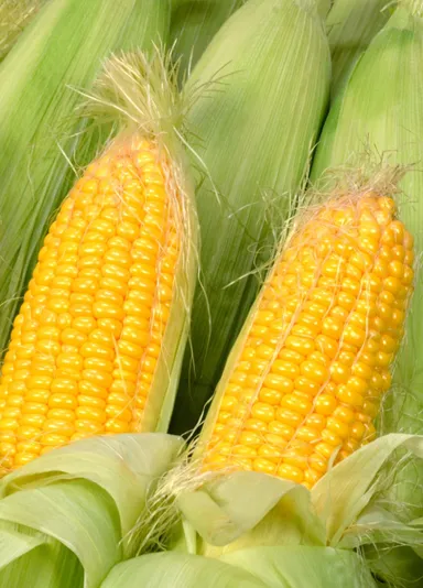 採れたてとうもろこし