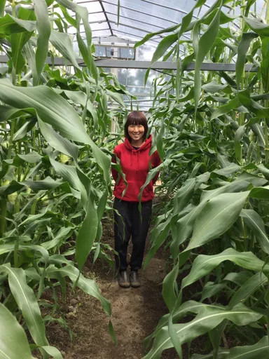 とうもろこし畑と私