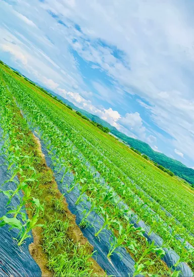 大空ととうもろこし畑
