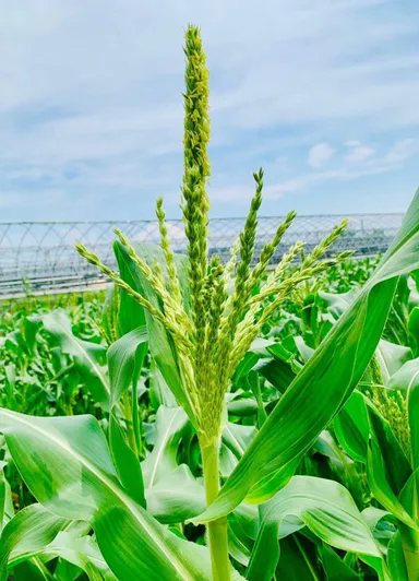 とうもろこしの雄しべ